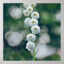 谷の花のパインターリーソフトリリー