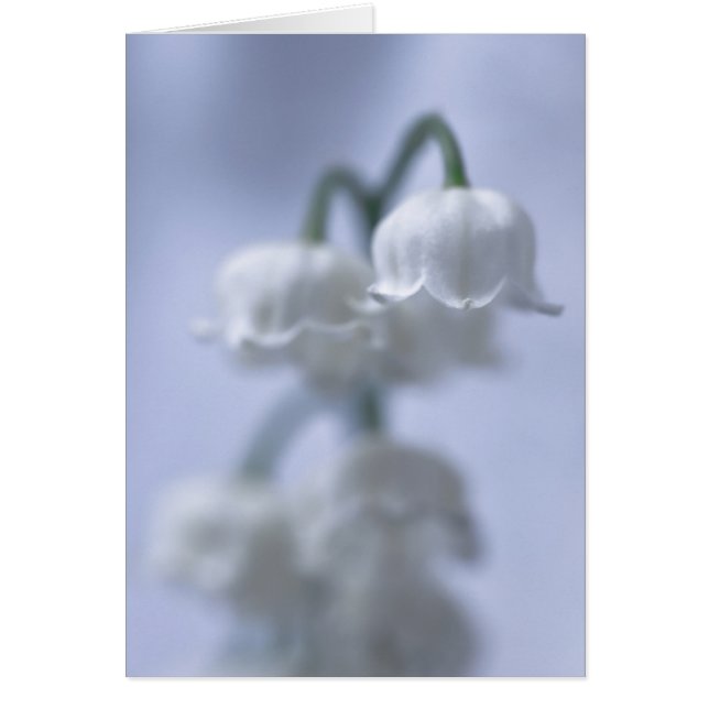 谷の花のユリ (正面)