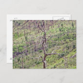 谷はがき内の生死の木 ポストカード (正面/裏面)