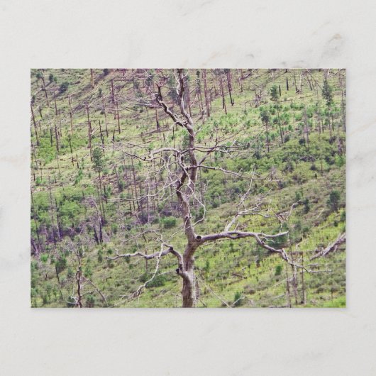 谷はがき内の生死の木 ポストカード (正面)