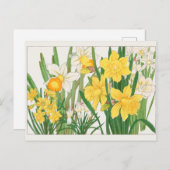 谷上湖南のトランペット水仙 ポストカード (正面/裏面)