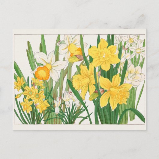 谷上湖南のトランペット水仙 ポストカード (正面)