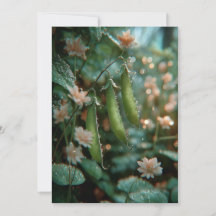 豆のさや | スウィート スプラウト