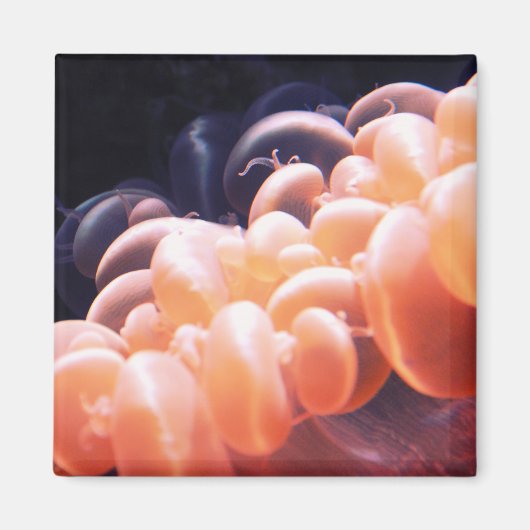 豆のリスト8x8 マグネット (正面)