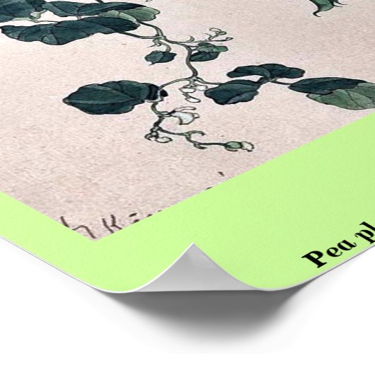 豆の植物はつる植物と花咲き金森 ポスター (角)