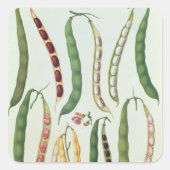 豆 スクエアシール (正面)