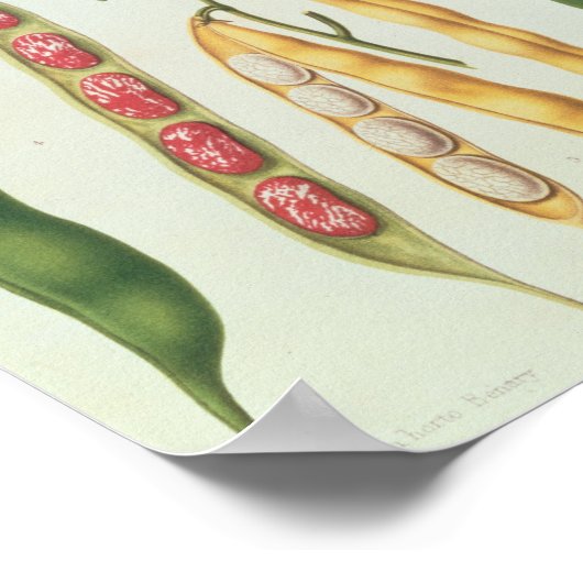 豆 ポスター (角)