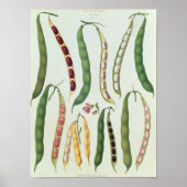 豆 ポスター (正面)