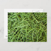 豆 ポストカード (正面/裏面)