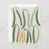 豆 ポストカード (正面/裏面)