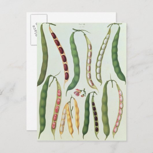 豆 ポストカード (正面/裏面)