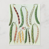 豆 ポストカード (正面)