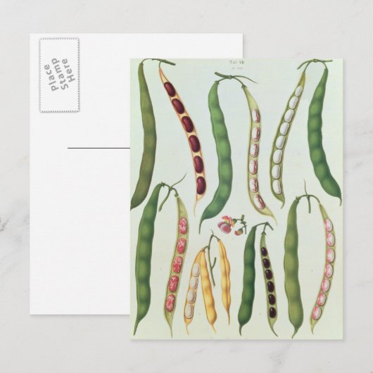 豆 ポストカード (正面/裏面)