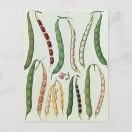 豆 ポストカード