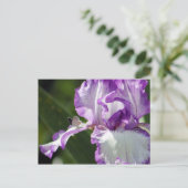 豊かなバタフライ アイリス 写真 ポストカード (スタンド正面)