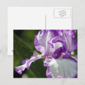 豊かなバタフライ アイリス 写真 ポストカード (正面/裏面)
