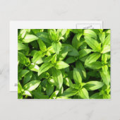 豊富なグランドカバー ポストカード (正面/裏面)