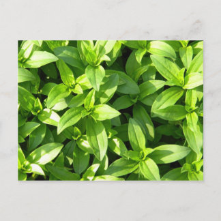 豊富なグランドカバー ポストカード