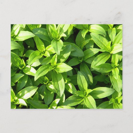 豊富なグランドカバー ポストカード (正面)