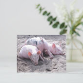 豚おもしろい葉書 ポストカード (スタンド正面)