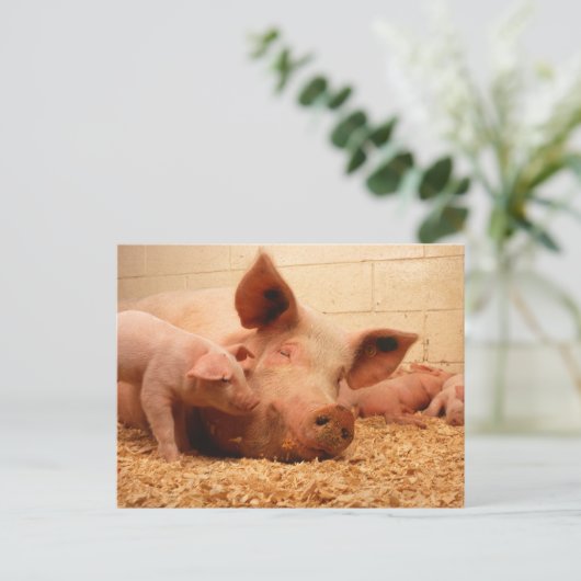 豚と豚 ポストカード (スタンド正面)