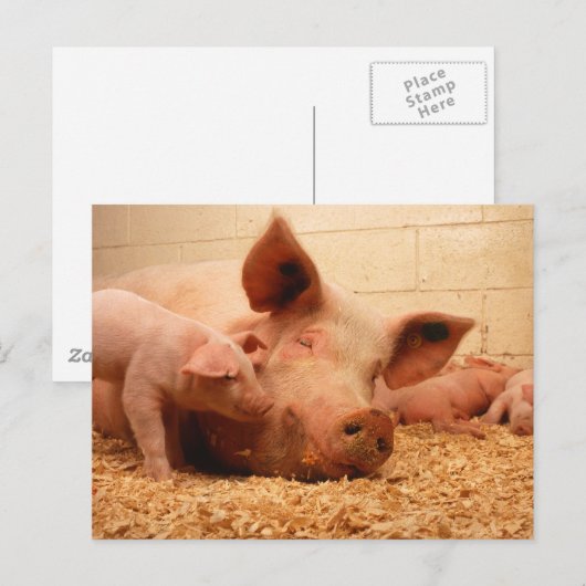 豚と豚 ポストカード (正面/裏面)