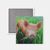 豚に草を噛む磁石 マグネット (正面/裏面)