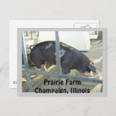 豚のような郵便はがき ポストカード (正面/裏面)