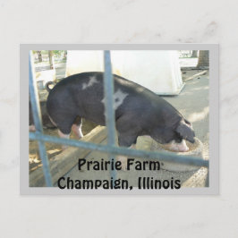 豚のような郵便はがき ポストカード