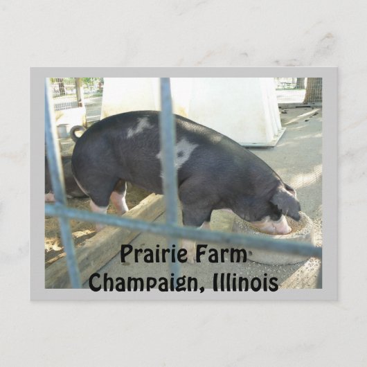 豚のような郵便はがき ポストカード (正面)