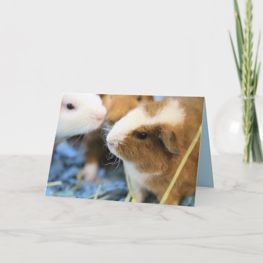 豚のよう カード (正面)