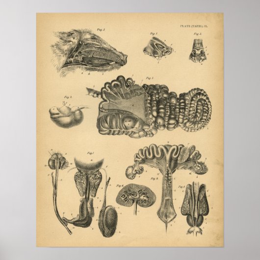 豚の内部解剖学1908ヴィンテージプリント ポスター (正面)