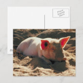 豚の太陽 ポストカード (正面/裏面)