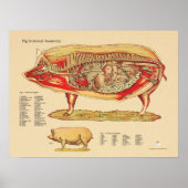 豚の獣医内部解剖図 ポスター (正面)