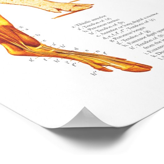 豚の筋肉と骨格解剖学のポスターチャート ポスター (角)