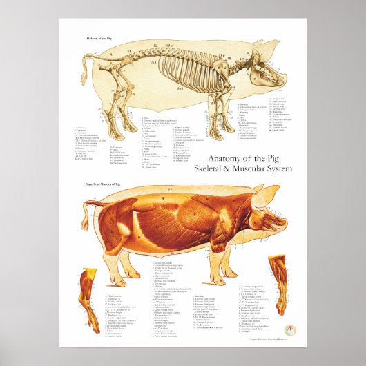 豚の筋肉と骨格解剖学のポスターチャート ポスター (正面)