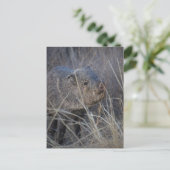 豚の野生 ポストカード (スタンド正面)