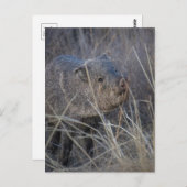 豚の野生 ポストカード (正面/裏面)