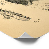 豚の骨格解剖1908ヴィンテージプリント ポスター (角)