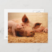 豚まき ポストカード (正面/裏面)