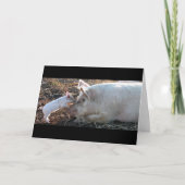 豚キスをする豚 カード (正面)