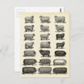 豚ビクトリアン・羊のエッチング ポストカード (正面/裏面)