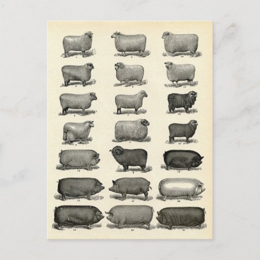 豚ビクトリアン・羊のエッチング ポストカード (正面)