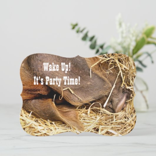 豚招待状 (スタンド正面)