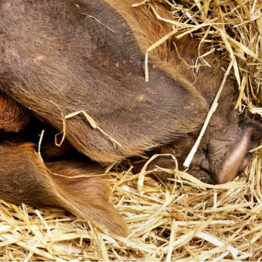 豚招待状 招待状