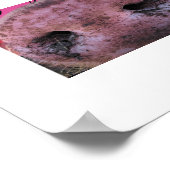 豚熱狂するポスター ポスター (角)