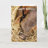 豚 カード (正面)