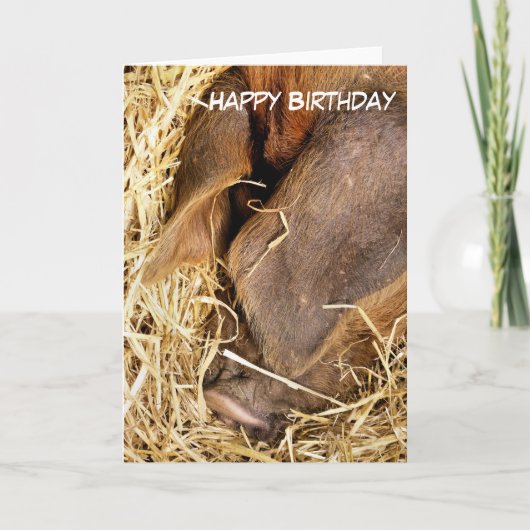 豚 カード (正面)