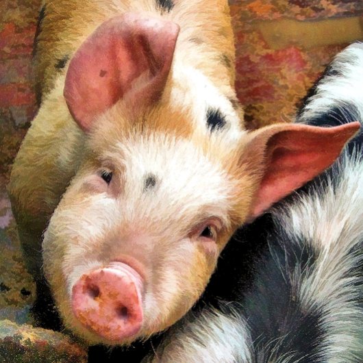 豚 キーホルダー