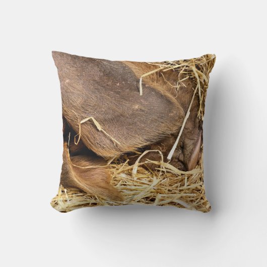 豚 クッション (正面)